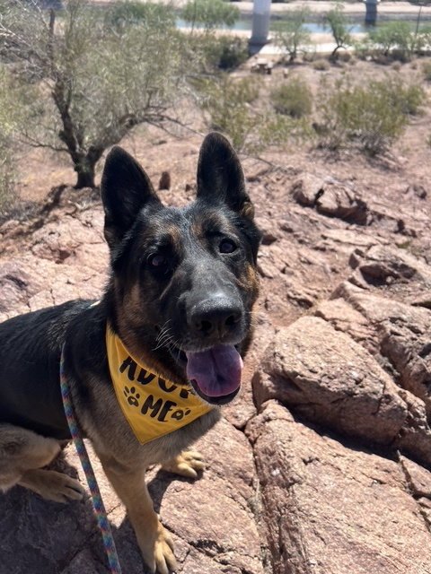 BRUTUS (COURTESY POST) - German Shepherd Dog available for adoption