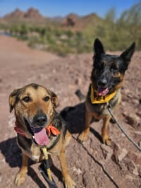 Brutus (Courtesy post) - Photo 4