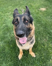Brutus (Courtesy post) - Photo 5