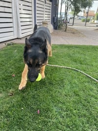 Brutus (Courtesy post) - Photo 8
