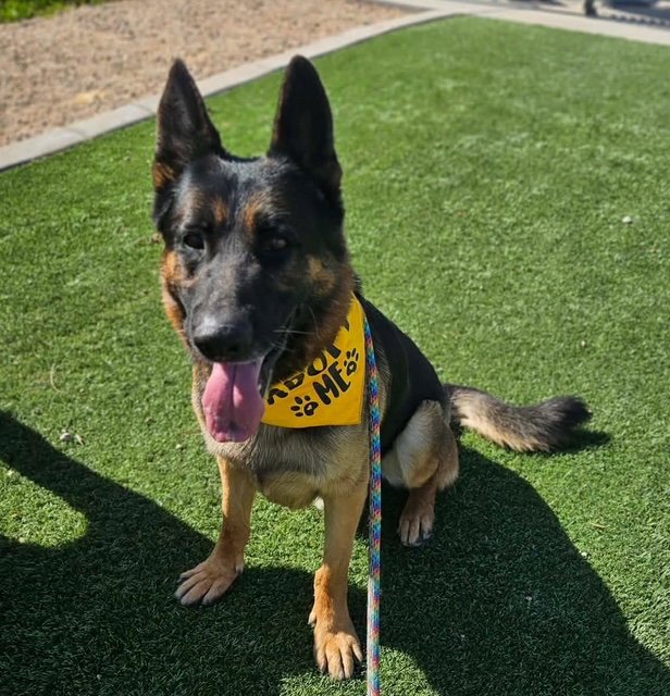 Brutus (Courtesy post) Image