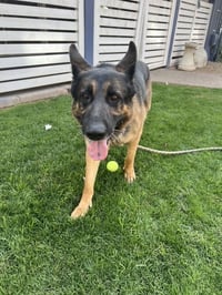 Brutus (Courtesy post) - Photo 7
