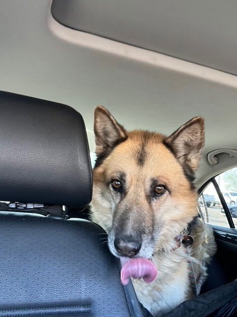 TOBY (COURTESY POST) - German Shepherd Dog available for adoption