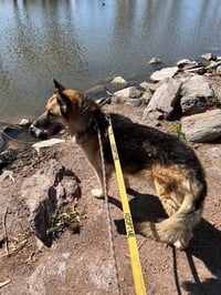 Toby (Courtesy post) - Photo 4