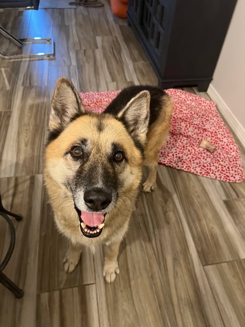 TOBY (COURTESY POST) - German Shepherd Dog for adoption in Glendale