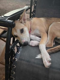 Riley - Photo 2