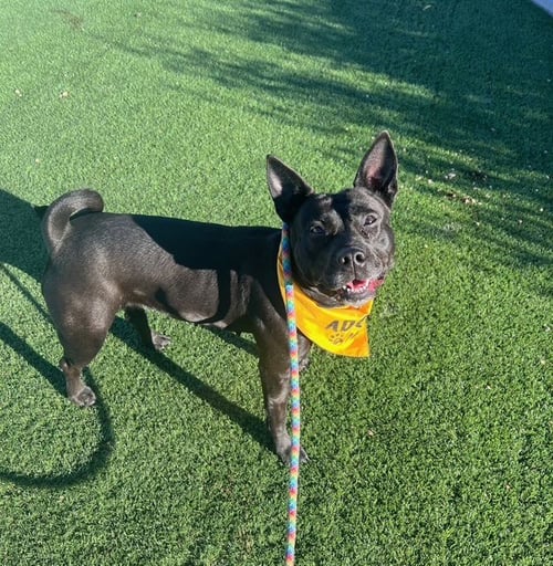 MARIA - American Pit Bull Terrier / Australian Kelpie for adoption in Glendale