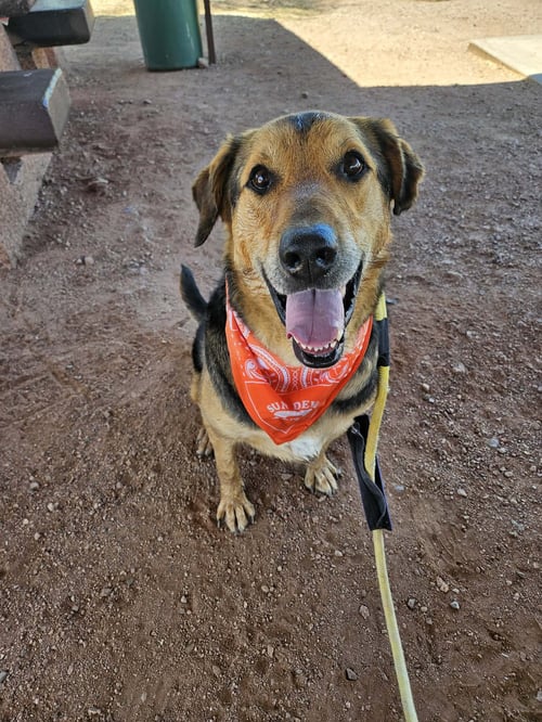 HERBIE (COURTESY POST) - German Shepherd Dog for adoption in Glendale