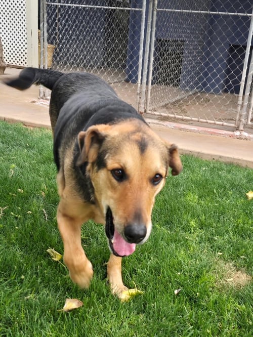 HERBIE (COURTESY POST) - German Shepherd Dog available for adoption