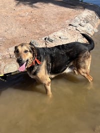 Herbie (Courtesy post) - Photo 3