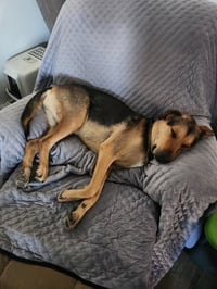 Herbie (Courtesy post) - Photo 4