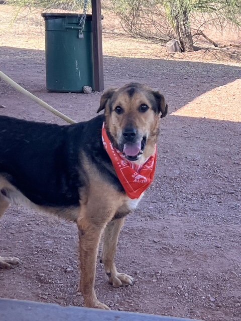 HERBIE (COURTESY POST) - German Shepherd Dog available for adoption