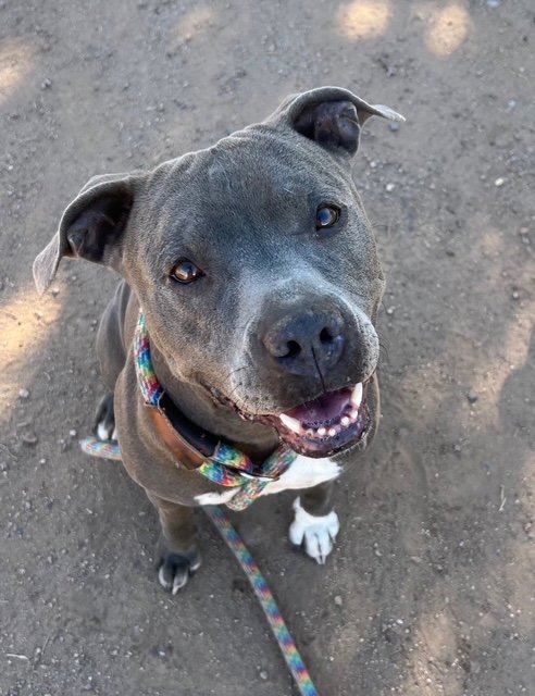 DIOR - American Pit Bull Terrier for adoption in Glendale