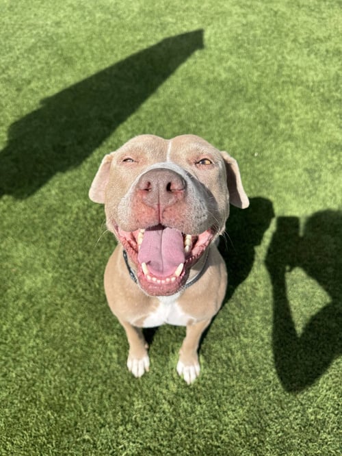 INDY - American Staffordshire Terrier / American Pit Bull Terrier available for adoption