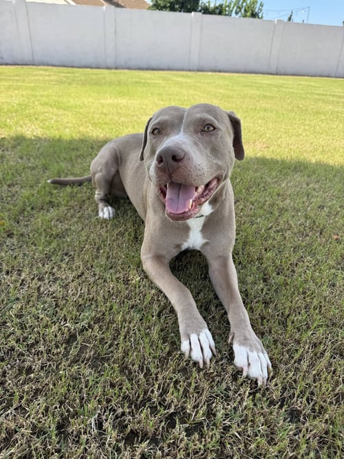INDY - American Staffordshire Terrier / American Pit Bull Terrier available for adoption