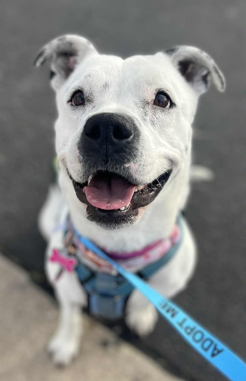 SPOTTA (COURTESY POST) - American Staffordshire Terrier for adoption in Glendale