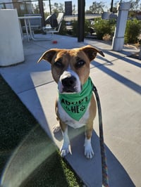 Kylo - Photo 8