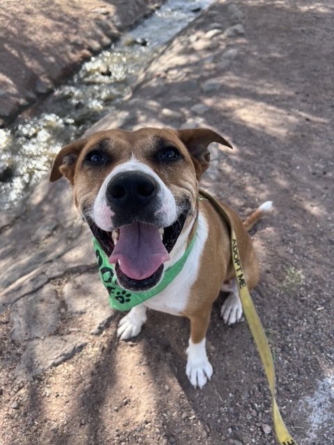 KYLO - American Staffordshire Terrier / Labrador Retriever for adoption in Glendale