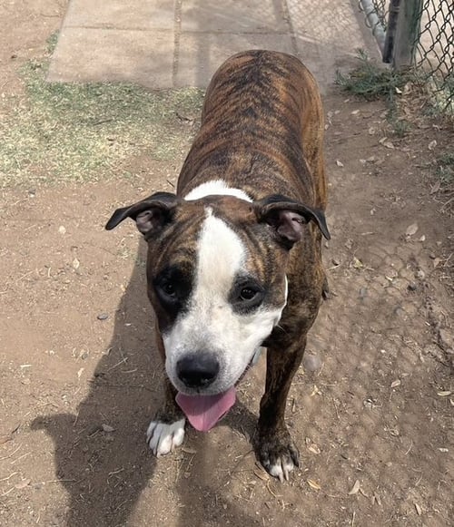 BOBBY (COURTESY POST) - American Bulldog / American Staffordshire Terrier available for adoption