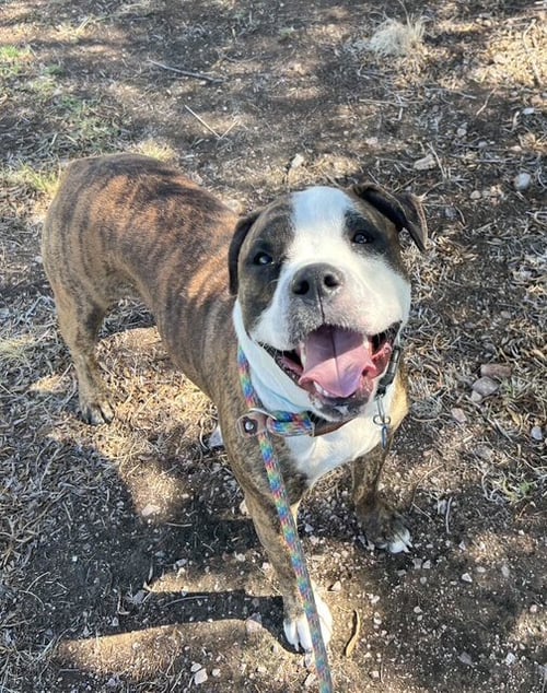 BOBBY (COURTESY POST) - American Bulldog / American Staffordshire Terrier for adoption in Glendale