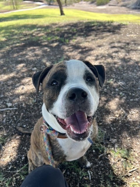 BOBBY (COURTESY POST) - American Bulldog / American Staffordshire Terrier available for adoption