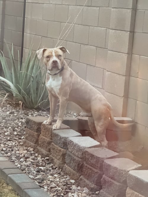 BLUEY - American Staffordshire Terrier available for adoption