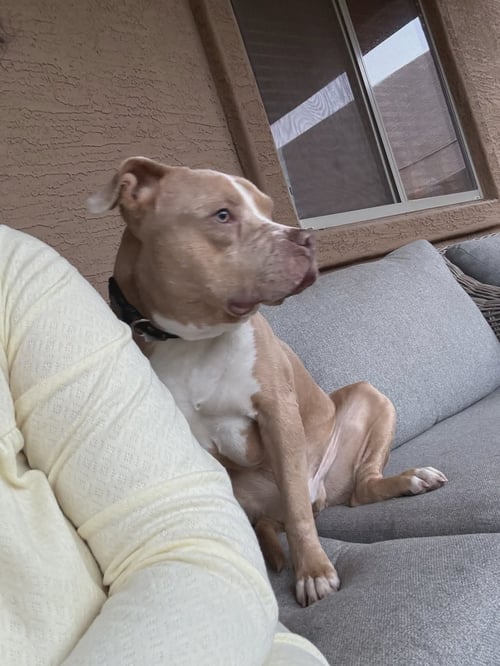 BLUEY - American Staffordshire Terrier available for adoption