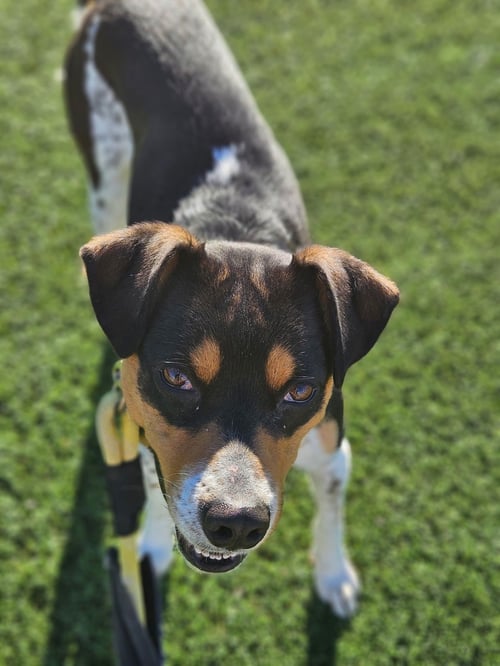 AVERY - Rat Terrier / Australian Cattle Dog/Blue Heeler for adoption in Glendale