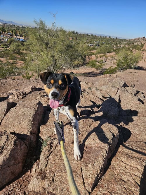AVERY - Rat Terrier / Australian Cattle Dog/Blue Heeler available for adoption
