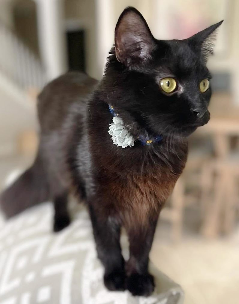 SOICHI NOGUCHI (BONDED WITH SHANNON WALKER) - Domestic Medium Hair available for adoption