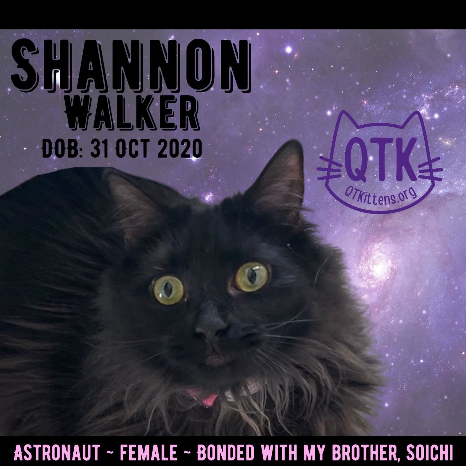 SHANNON WALKER (BONDED WITH SOICHI NOGUCHI) - Domestic Medium Hair available for adoption