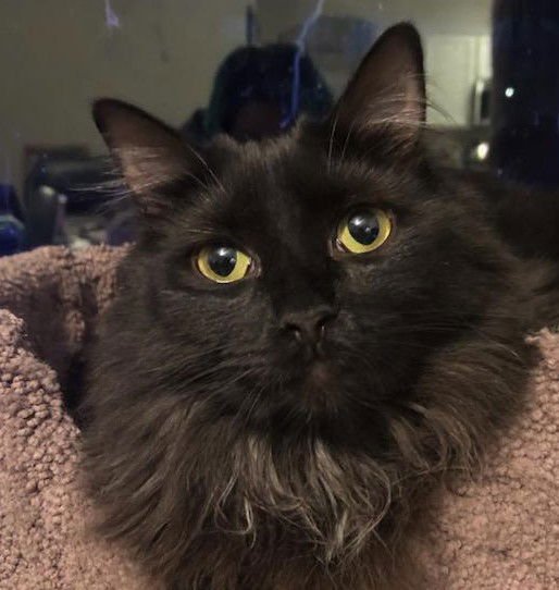 Shannon Walker (Bonded with Soichi Noguchi) - Photo 3