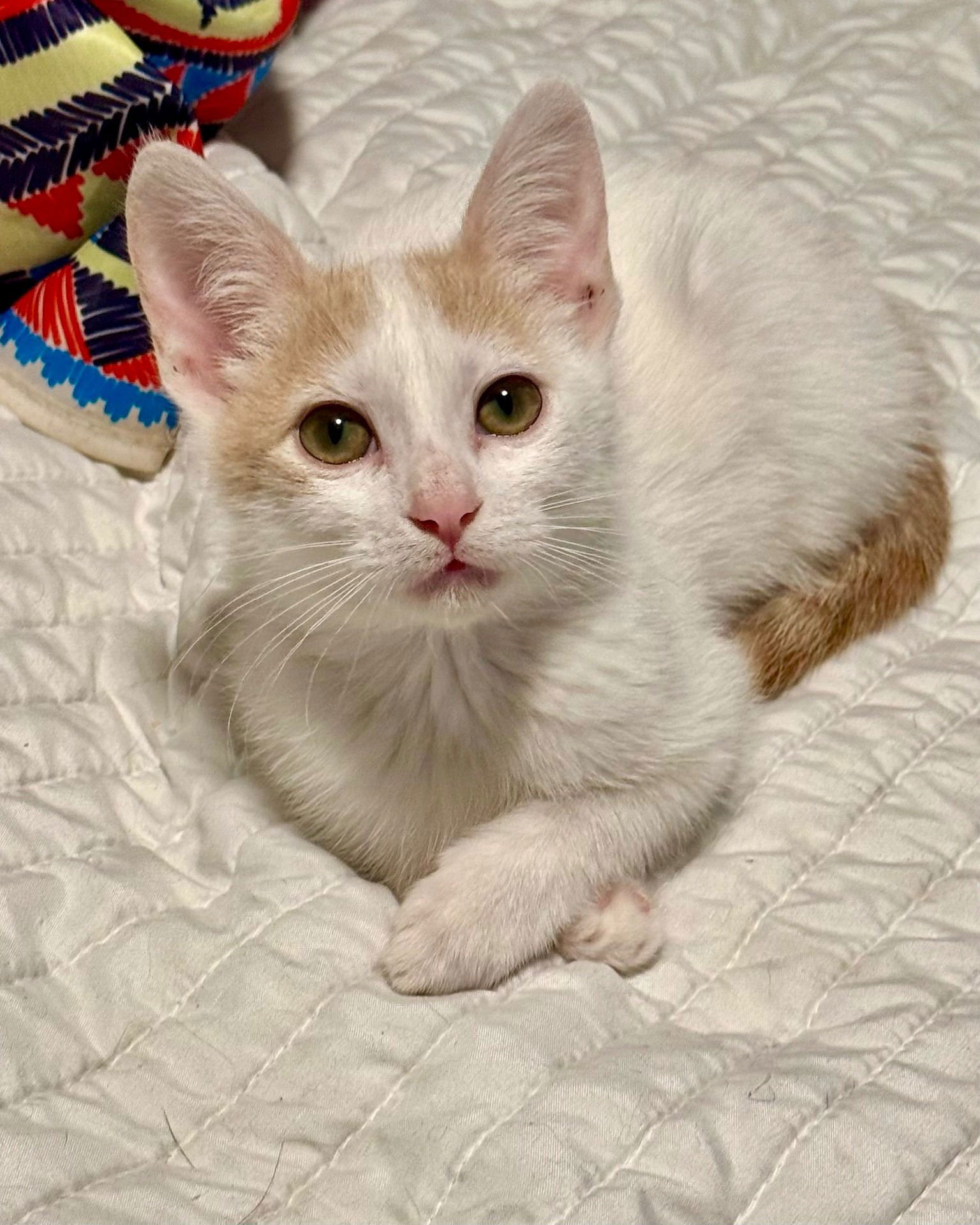 HOLLY [CP] - Domestic Short Hair available for adoption