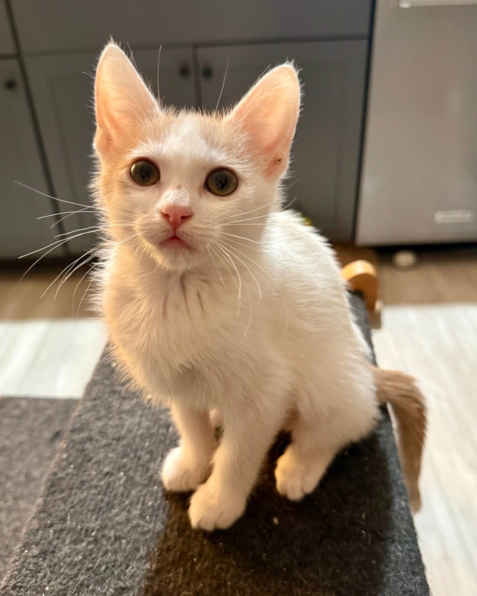 HOLLY [CP] - Domestic Short Hair available for adoption