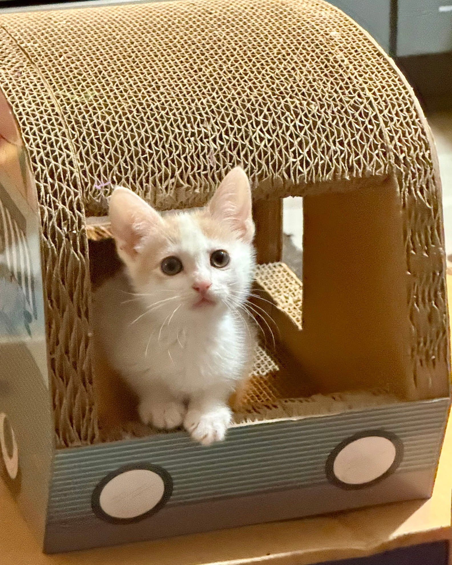 Holly [CP] - Photo 3