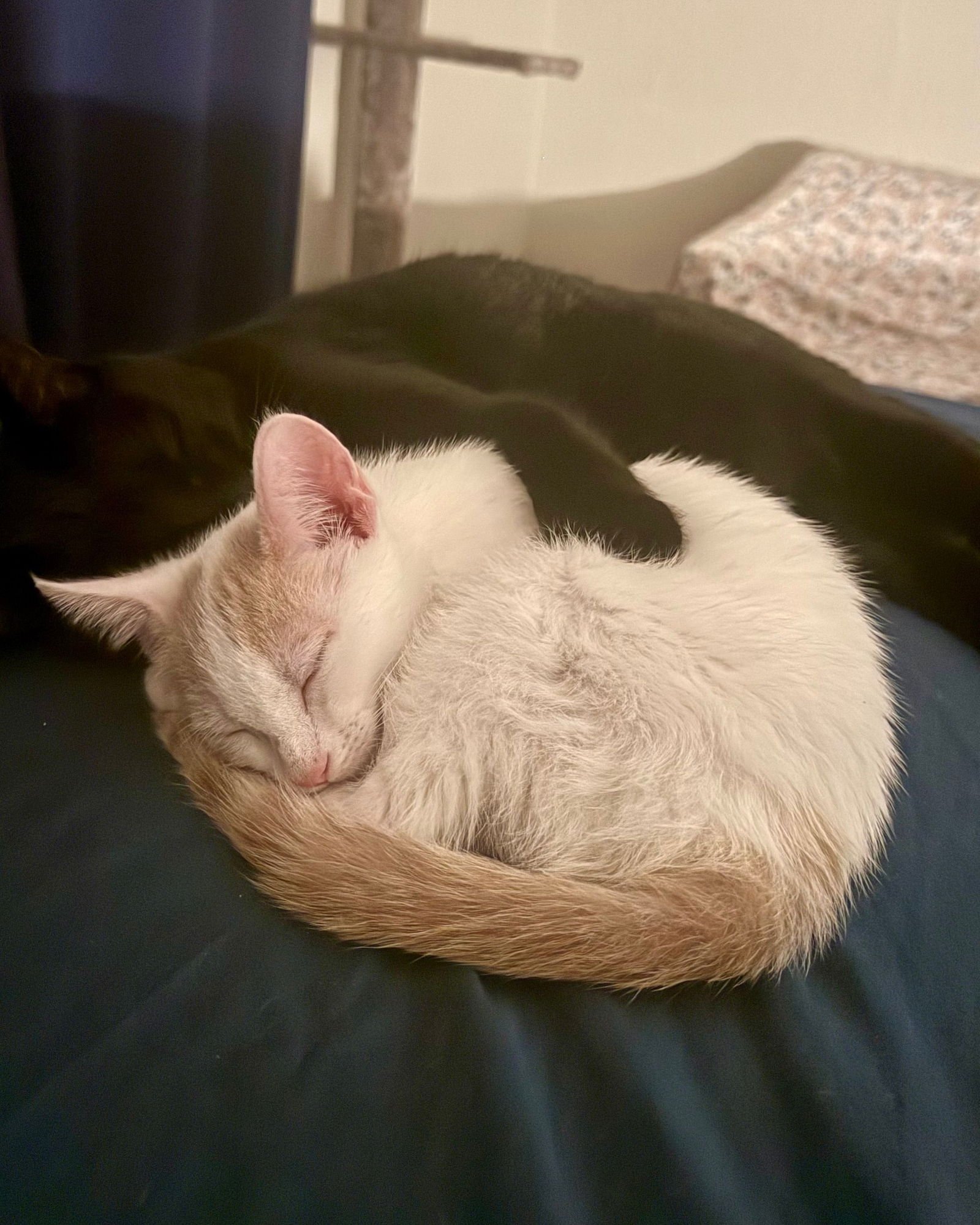 Holly [CP] - Photo 4