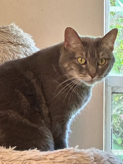 JUMPER - Domestic Short Hair available for adoption