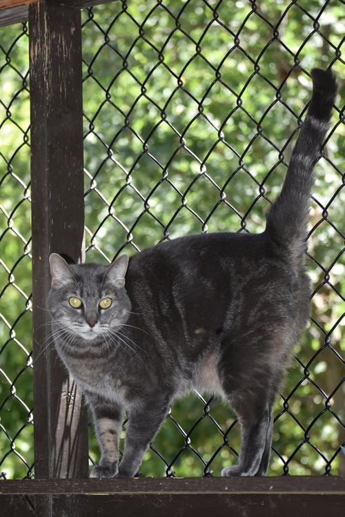 JUMPER - Domestic Short Hair available for adoption