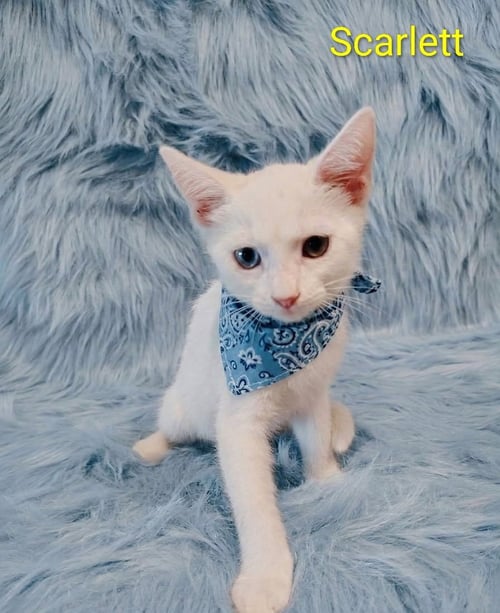 SCARLETT (& BELLA) [CP] - Domestic Short Hair available for adoption
