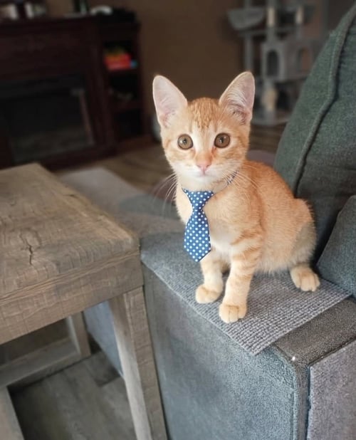 DIESEL [CP] - Domestic Short Hair available for adoption