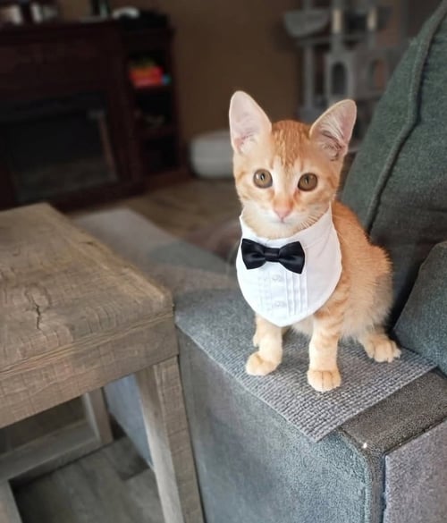 DIESEL [CP] - Domestic Short Hair available for adoption