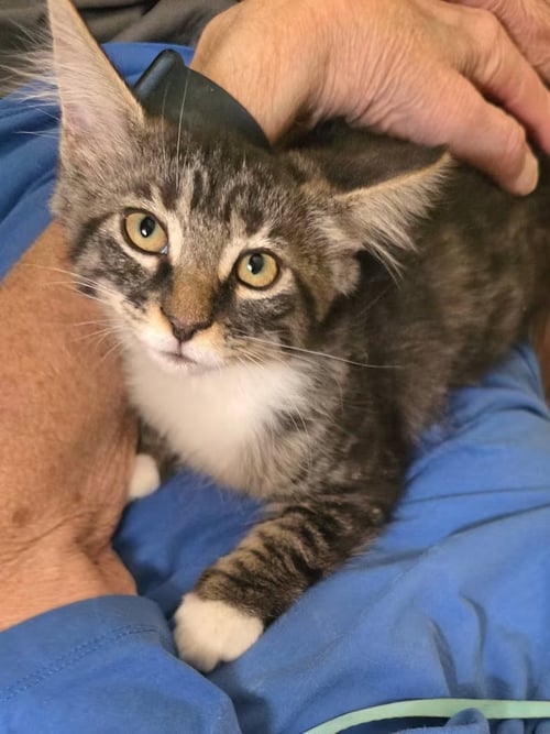 RASCAL [CP] - Norwegian Forest Cat available for adoption