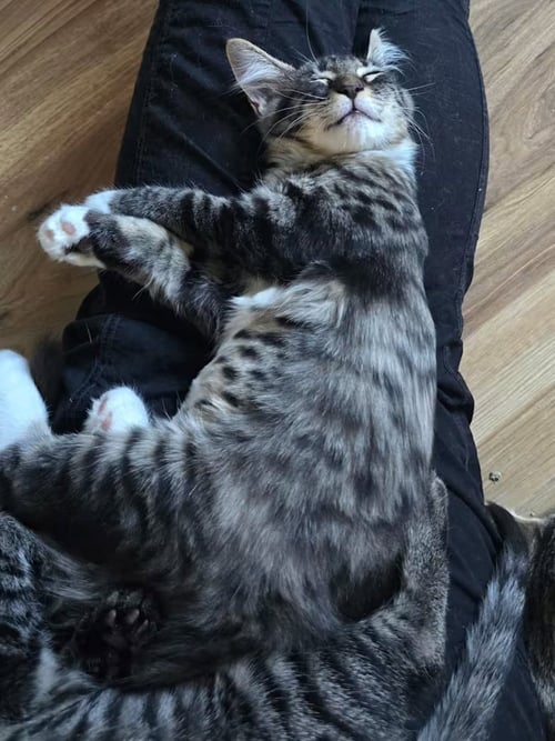 RASCAL [CP] - Norwegian Forest Cat available for adoption