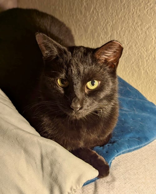 MARY [CP] - Domestic Short Hair available for adoption