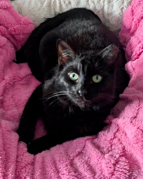 MARY [CP] - Domestic Short Hair available for adoption