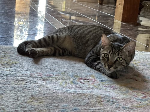 REGENT - Domestic Short Hair available for adoption