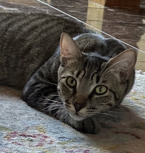 REGENT - Domestic Short Hair available for adoption