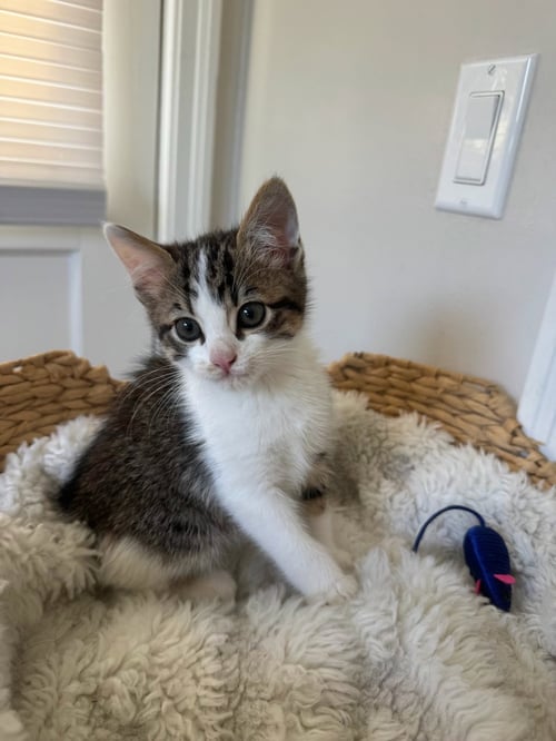 TOFU (& TUNA) [CP] - Domestic Short Hair available for adoption