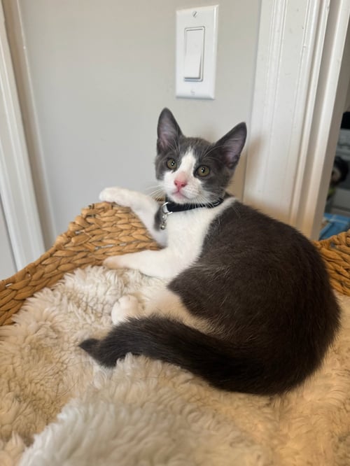 TUNA (& TOFU) [CP] - Domestic Short Hair available for adoption