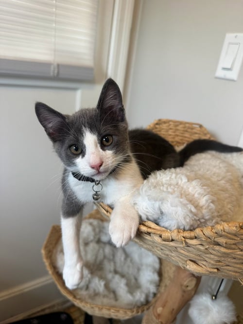 TUNA (& TOFU) [CP] - Domestic Short Hair available for adoption